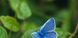 Голубянка – бабочка с необычной окраской