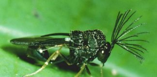 Хальциды — мельчайшие наездники