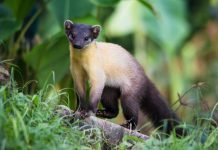 Харза: фото уссурийской куницы