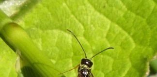 Хлебный пилильщик – один из страшнейших истребителей злаков