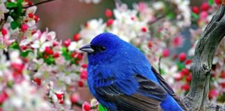 Имена для пернатых любимцев