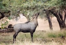 Большая индийская антилопа, или нильгау