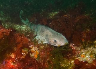 Белоплавниковая кошачья акула. Особенности, описание