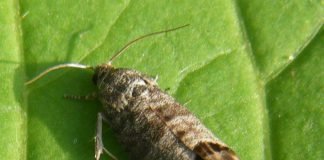 Яблоневая плодожорка – прожорливая бабочка