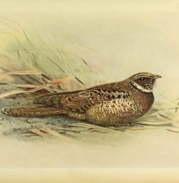 Ямайский малый козодой. История вымершей птицы