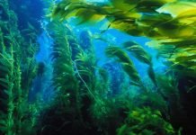 Японское море/Восточное море и его жители: самые интересные факты