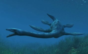 Эласмозавры – древние морские ящеры