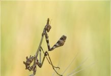 Эмпуза полосатая – свирепое хищное насекомое