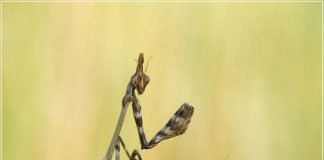 Эмпуза полосатая – свирепое хищное насекомое