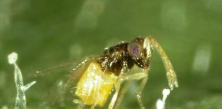 Энкарзия: та, что вредит вредителям