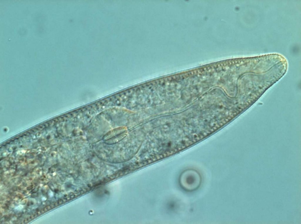 Золотистая картофельная нематода (Globodera rostochiensis).