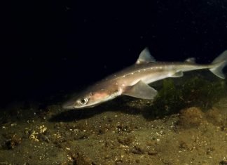 Акула катран: фото морской «колючки»