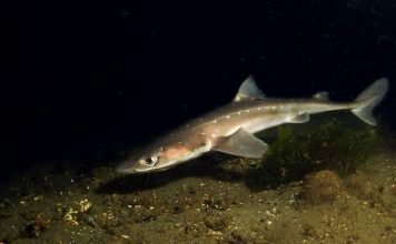 Акула катран: фото морской «колючки»