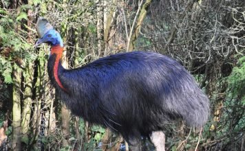 Казуары – авторитетные птицы