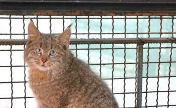 Китайская кошка. Сколько еще сюрпризов хранят эти мурки?