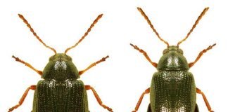 Конопляная блошка — вредитель? Фото блошки