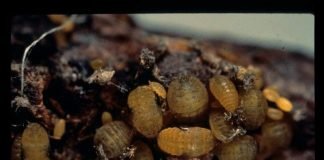 Корневая тля – паразит плодовых и садовых культур