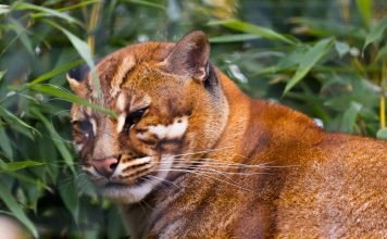 Кошка Темминка — огненное животное с загадочной историей