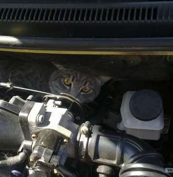 В Мурманске в автомобиле застрял злой кот