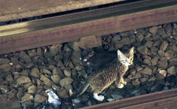 Голландские коты не только коня, но и поезд на скаку остановят