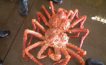 Равношипый краб. Описание, фото