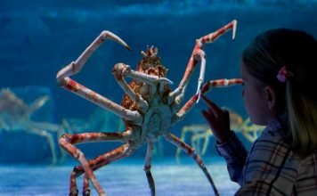 Огромный краб поселился в британском океанариуме