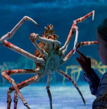 Огромный краб поселился в британском океанариуме