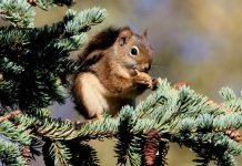 Красная белка – житель Североамериканского континента