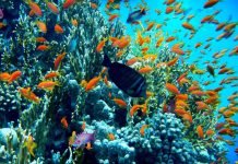 Красоты подводного мира Красного моря