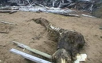 На Дальнем Востоке обнаружен крокодил