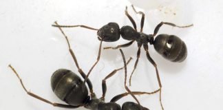 Лесные муравьи описание, фото и видео насекомых