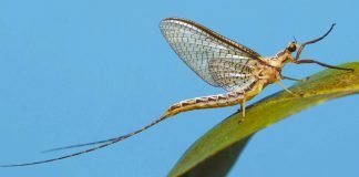 Поденки и их личинки: особенности образа жизни