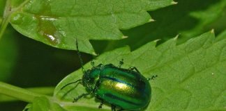 Листоеды – полезные вредители