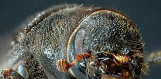 Лубоеды – разновидность жуков-короедов