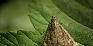 Луговой мотылек или «метелица»