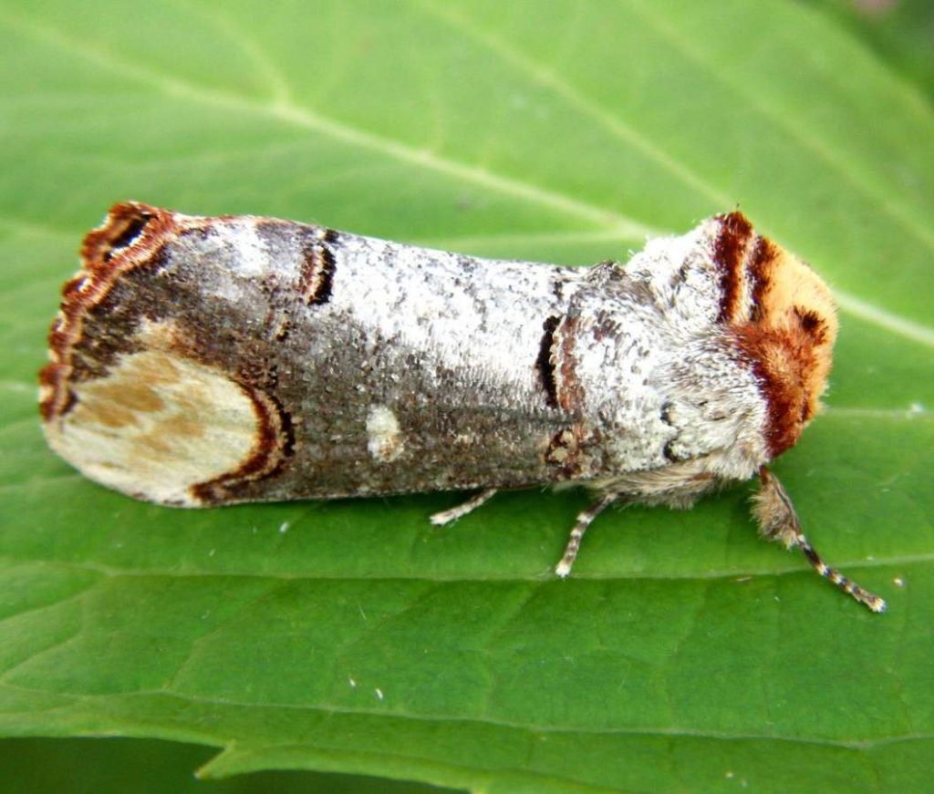 Лунка серебристая (Phalera bucephala).