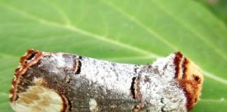 Лунка серебристая: фото бабочки