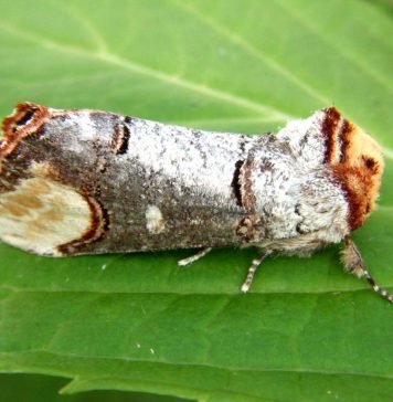 Лунка серебристая: фото бабочки