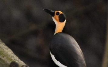 Лысые сороки — что за плешивые птицы?