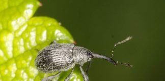 Малинно-земляничный долгоносик — любитель сладких ягод