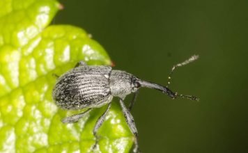 Малинно-земляничный долгоносик — любитель сладких ягод