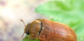 Малинный жук – враг малины