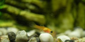 Мальки: двигаться, чтобы выжить