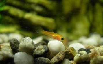 Мальки: двигаться, чтобы выжить