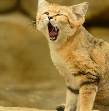 Малые кошки и все о них