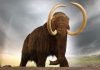 Мамонты возвращаются
