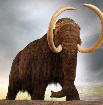 Мамонты возвращаются