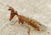 Мантиспа – богомол или златоглазка?