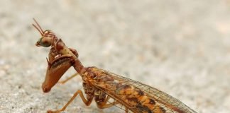 Мантиспа – богомол или златоглазка?