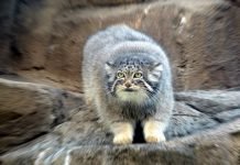 Во Франции размножаются манулы